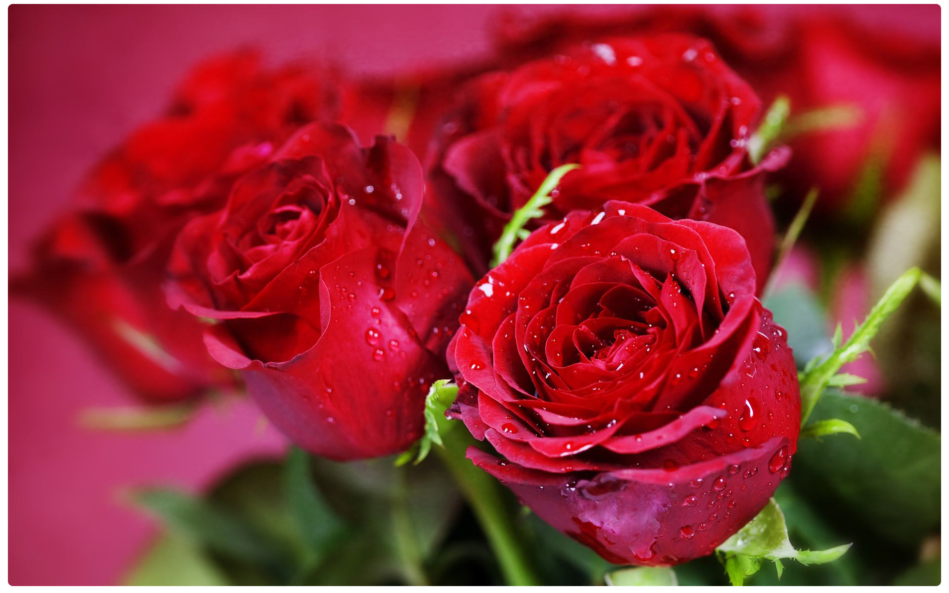 196033_nature flowers bouquets rose red close macro holidays valentine plants_1920x1200